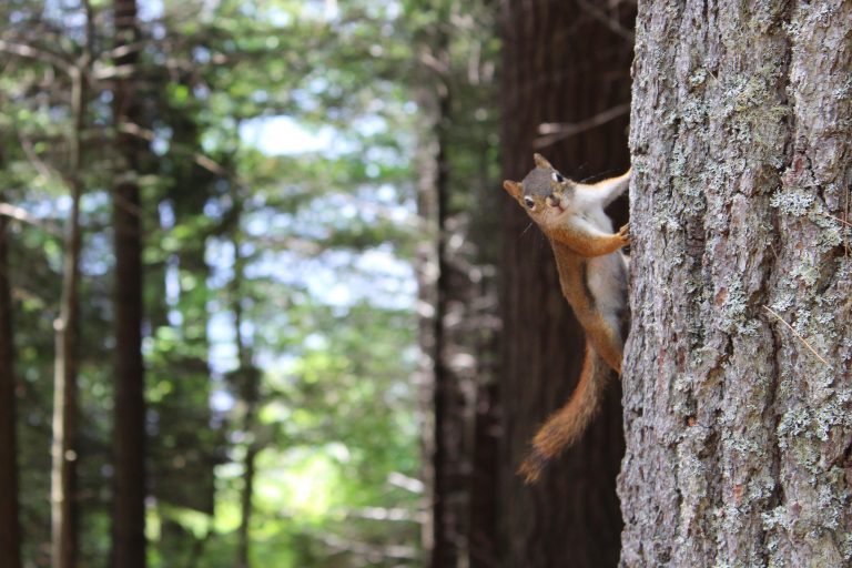 A squirrel hanging on tree in the forest